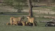 Lapan anak singa Asia mati di hutan simpan India, timbul kebimbangan wabak