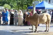 Lebih 27,000 Lembu Thailand Diimport untuk Aidiladha, Melepasi Kuarantin Ketat