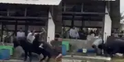 Lelaki maut ditanduk kerbau liar di Johor, video serangan tular