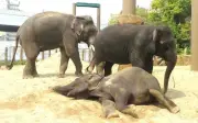 MPT nafikan dakwaan gajah di Zoo Osaka dipaksa membiak