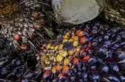 Pelaksanaan B15 biodiesel di Semenanjung mulai 1 Jun tingkatkan keselamatan tenaga