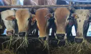 Penternak Kelantan digesa hentikan lepaskan lembu berkeliaran