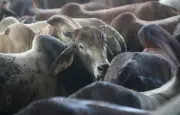 Penunggang motosikal maut selepas langgar lembu di Tapah