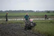 Petani padi Myanmar merana akibat harga baja melambung dan kekurangan bahan api