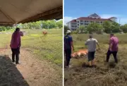 Polis sahkan senjata MB Perlis miliki lesen sah, rampas selepas viral tembak lembu korban