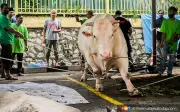 Raya Korban Kurang Glamor: Renungan Tentang Pengorbanan dan Kehidupan