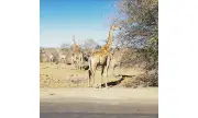 Taman Negara Kruger sambut 100 tahun dengan tema Warisan Kita, Masa Depan Kita
