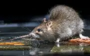 Taman rekreasi Kuala Pilah ditutup selepas 4 kes leptospirosis