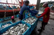 Tangkapan Ikan di Teluk Kumbar dan Batu Maung Kekal Stabil Walaupun Projek Silicon Island
