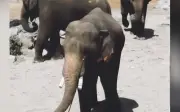 Tiada Unsur Komersial dalam Perjanjian Tiga Gajah ke Zoo Jepun