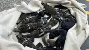 Tiga warga Thailand ditahan di Ecuador bawa iguana Galapagos secara haram