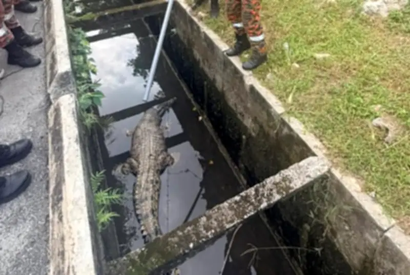 Buaya tiga meter diselamatkan dari longkang tepi jalan di Banting