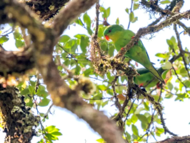 Burung nuri Indonesia yang sukar ditemui muncul semula selepas seabad