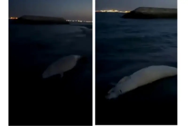 Dugong mati ditemui di Jetty Bedok Singapura, rekod pertama sejak 2021