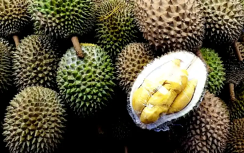 Durian RM1 Laris Manis, Ratusan Pengunjung Mula Beratur Sejak 8 Pagi