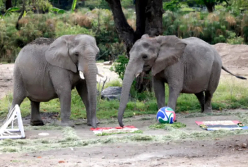 Gajah di Zoo Mexico Ramal Mexico Menang Piala Dunia