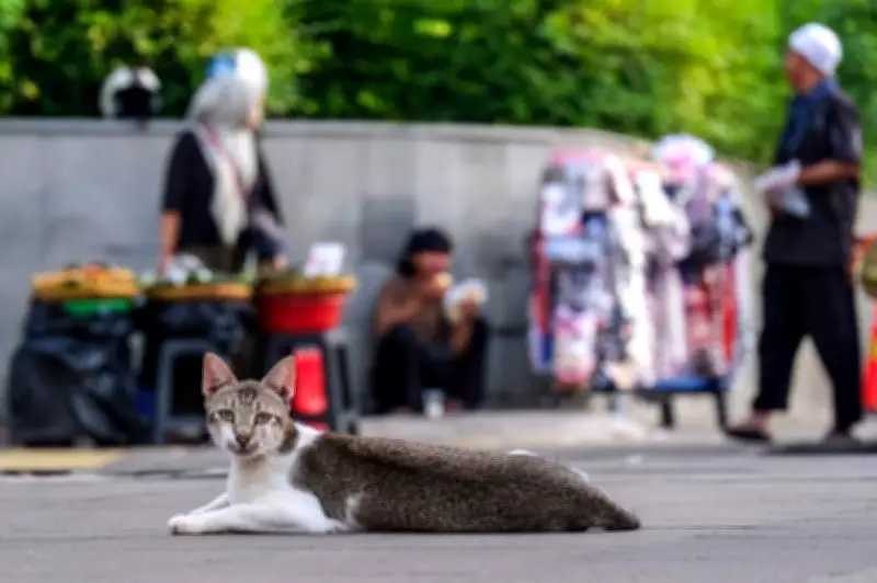 Hidup Jakarta pergi ke kucing gelandangan kuasai jalanan ibu kota