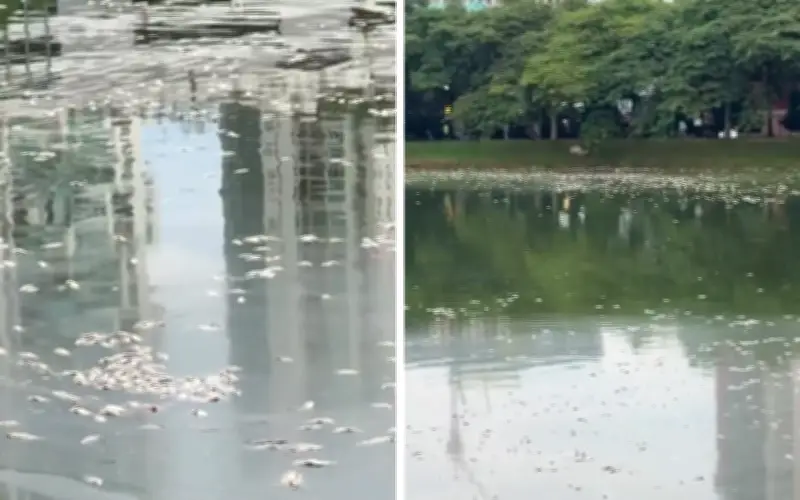 Hujan Lebat Disyaki Punca Ribuan Ikan Mati di Tasik Taman Danau Kota