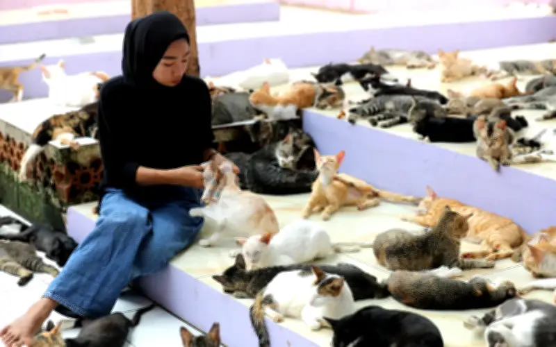 Jakarta bergelut dengan populasi kucing jalanan yang melambung tinggi