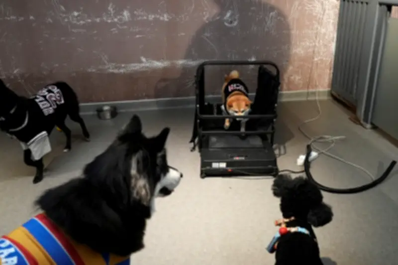 Kenapa Milenial China Belanja RM2,400 Sebulan Hantar Anjing ke Tadika