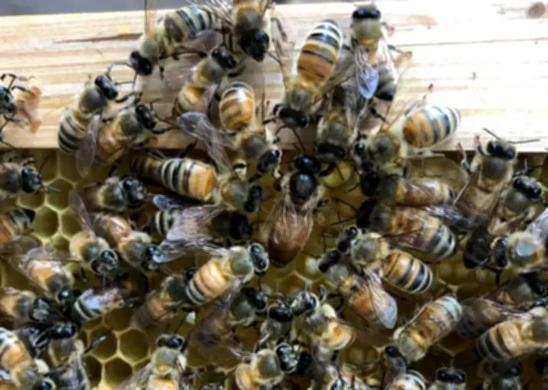 Lebah ratu perlukan 'istana diraja', bukan sekadar royal jelly