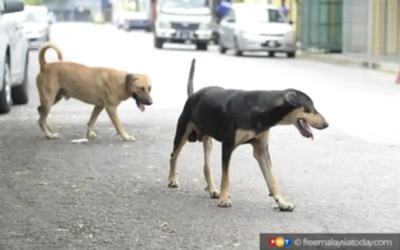 NGO rayu MPAJ jangan bunuh 5 anjing liar