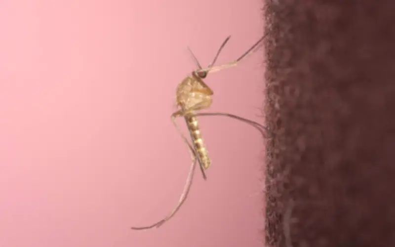 Pakar siasat 'kejutan' virus nyamuk Usutu tiba di Scotland