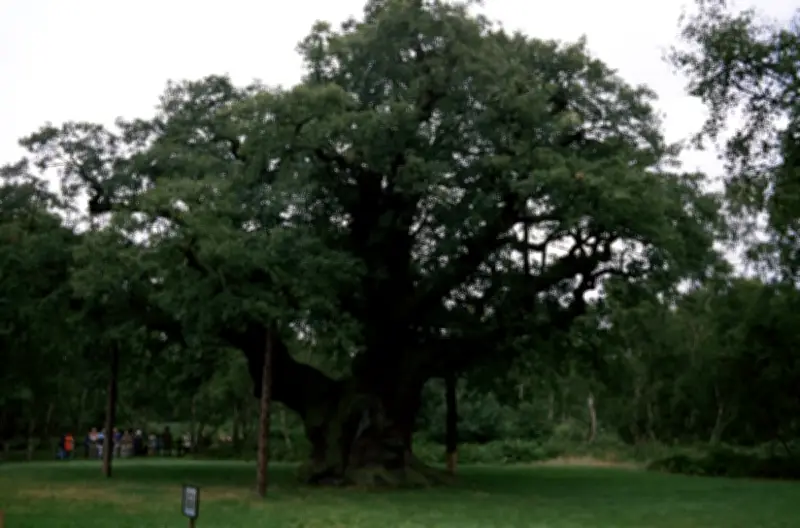 Pokok Oak Tua di Sherwood Forest, Tempat Persembunyian Robin Hood, Mungkin Telah Mati