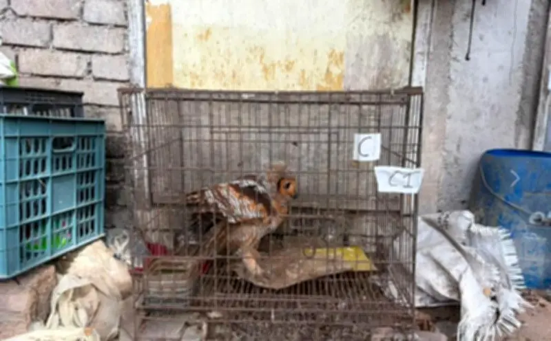 Remaja Ditahan Bersama Helang Merah Bernilai RM20,000 di Tumpat