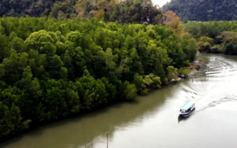 Sarawak, Sabah mesti hentikan penebangan hutan untuk tuntut 70% hasil cukai karbon, kata Roland Engan