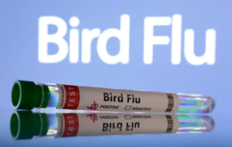 Selesema Burung H5N1 Merebak ke Australia Selatan; PNG Hentikan Import Ayam