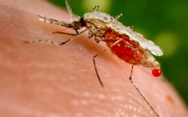 Terengganu catat peningkatan kes malaria melibatkan migran