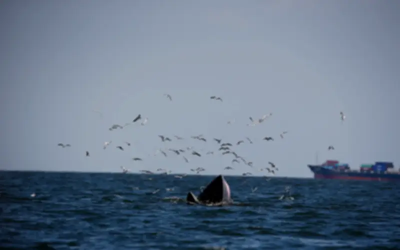 Thailand henti rundingan dua hala, serah pertikaian maritim Kemboja ke PBB