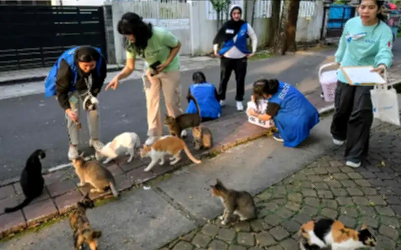 Tugas Meow-numental: Masalah Kucing Jalanan Jakarta