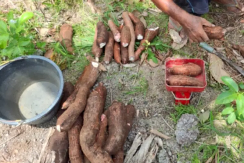 Ubi Kayu Dihidupkan Semula: Dari Kebun Belakang ke Produk Makanan Sihat Masa Depan