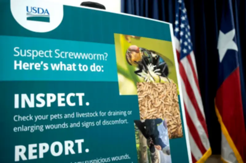 US kesan kes kedua perosak ternakan berbahaya, larva pemakan daging