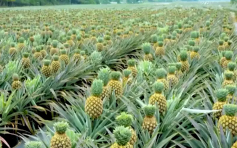 Varieti Nanas SG-1 Akan Ditanam di Empat Negeri