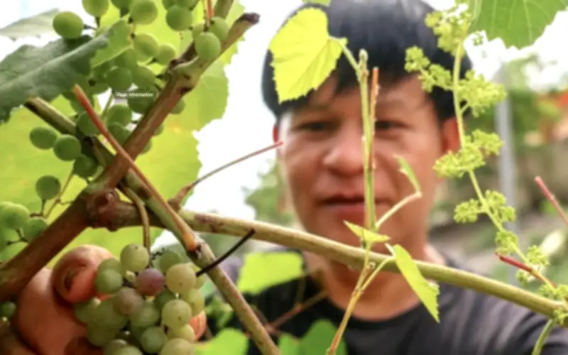 Warga Gua Musang Kongsi Keratan Anggur Secara Percuma Bina Komuniti Pekebun