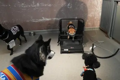 Generasi Muda China Belanja RM2,400 Sebulan Hantar Anjing ke 