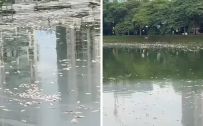 Hujan Lebat Disyaki Punca Ribuan Ikan Mati di Tasik Taman Danau Kota