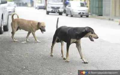 NGO rayu MPAJ jangan bunuh 5 anjing liar