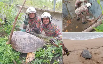 Penyu Karah tersangkut dalam longkang di Tanjung Kling diselamatkan