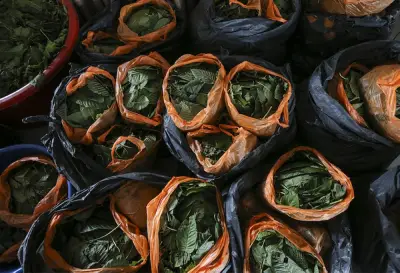 Rumah sewa dijadikan 'makmal' air ketum di Pasir Mas diserbu PGA