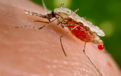 Terengganu catat peningkatan kes malaria melibatkan migran