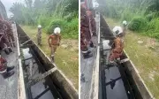 Anggota bomba menangkap buaya 3 meter terperangkap dalam longkang di Banting