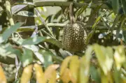 Empat ditahan kes rompak durian di Jasin, mangsa diancam pisau