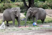 Gajah di Zoo Mexico Ramal Mexico Menang Piala Dunia