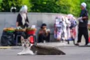 Hidup Jakarta pergi ke kucing gelandangan kuasai jalanan ibu kota