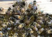 Lebah ratu perlukan 'istana diraja', bukan sekadar royal jelly