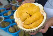 Lebihan Durian Melanda Pulau Pinang: Eksportir Hadapi Kos Tinggi, Harga Jatuh